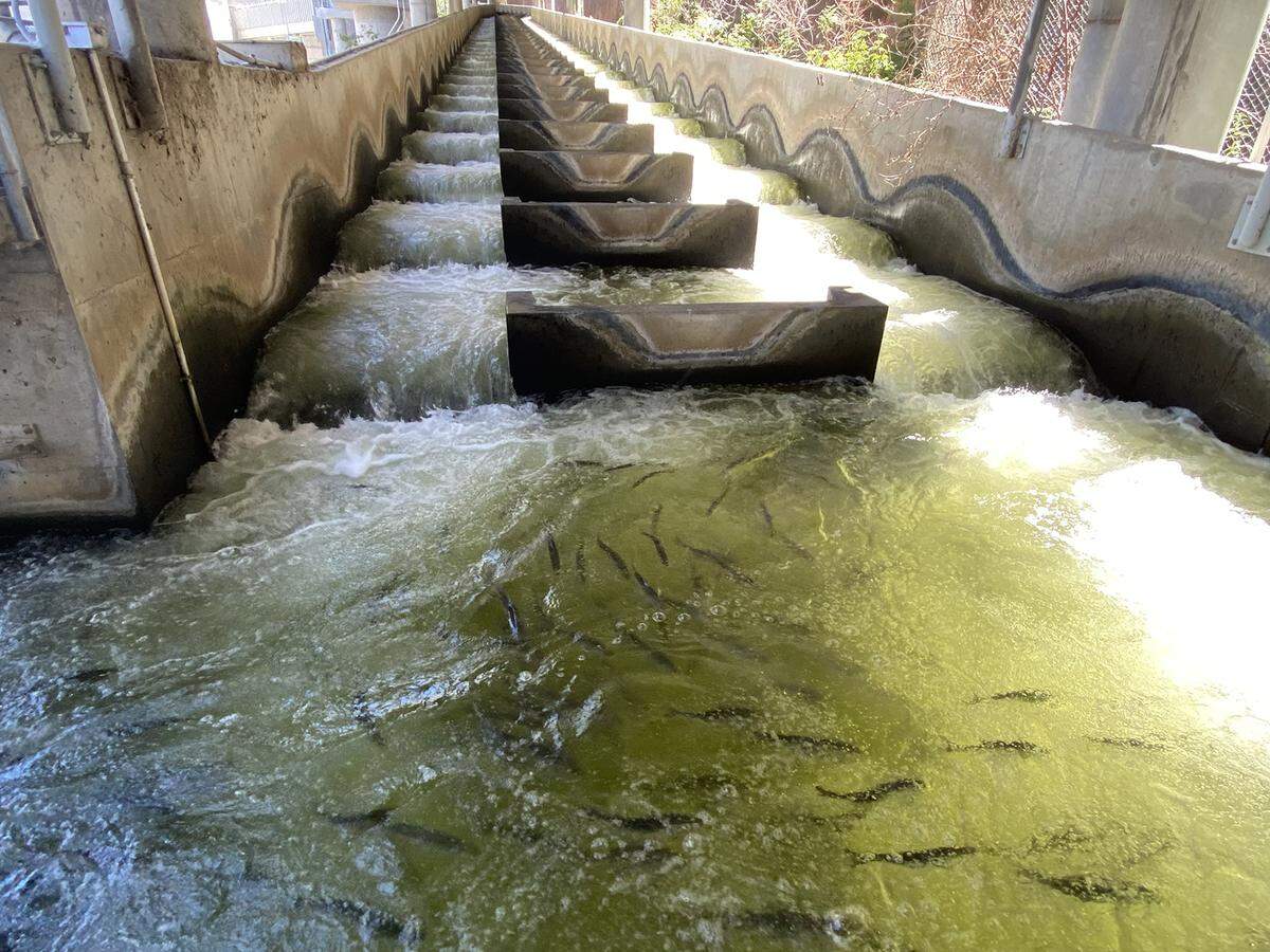 A fish ladder on the Lower Granite Dam in eastern Washington provides passage for migrating Snake River sockeye and other species. 