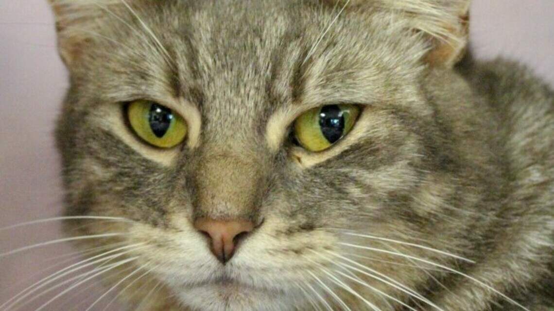 Ada County Pet of the Week: Ginger