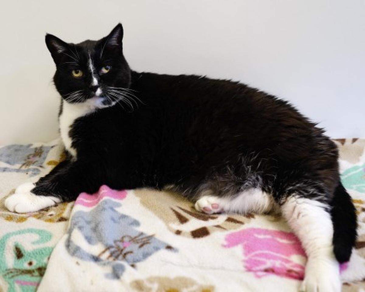 Orca the cat is available for adoption through Simply Cats.