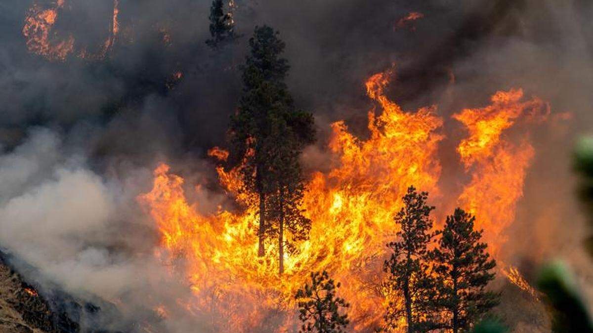 Trees went up in flames near Lewiston, Idaho, shortly after the Gwen Fire began in July. The blaze burned nearly 30,000 acres and destroyed homes and commercial buildings. A U.S. Geological Survey study found increased mercury levels in water streams after a burn.