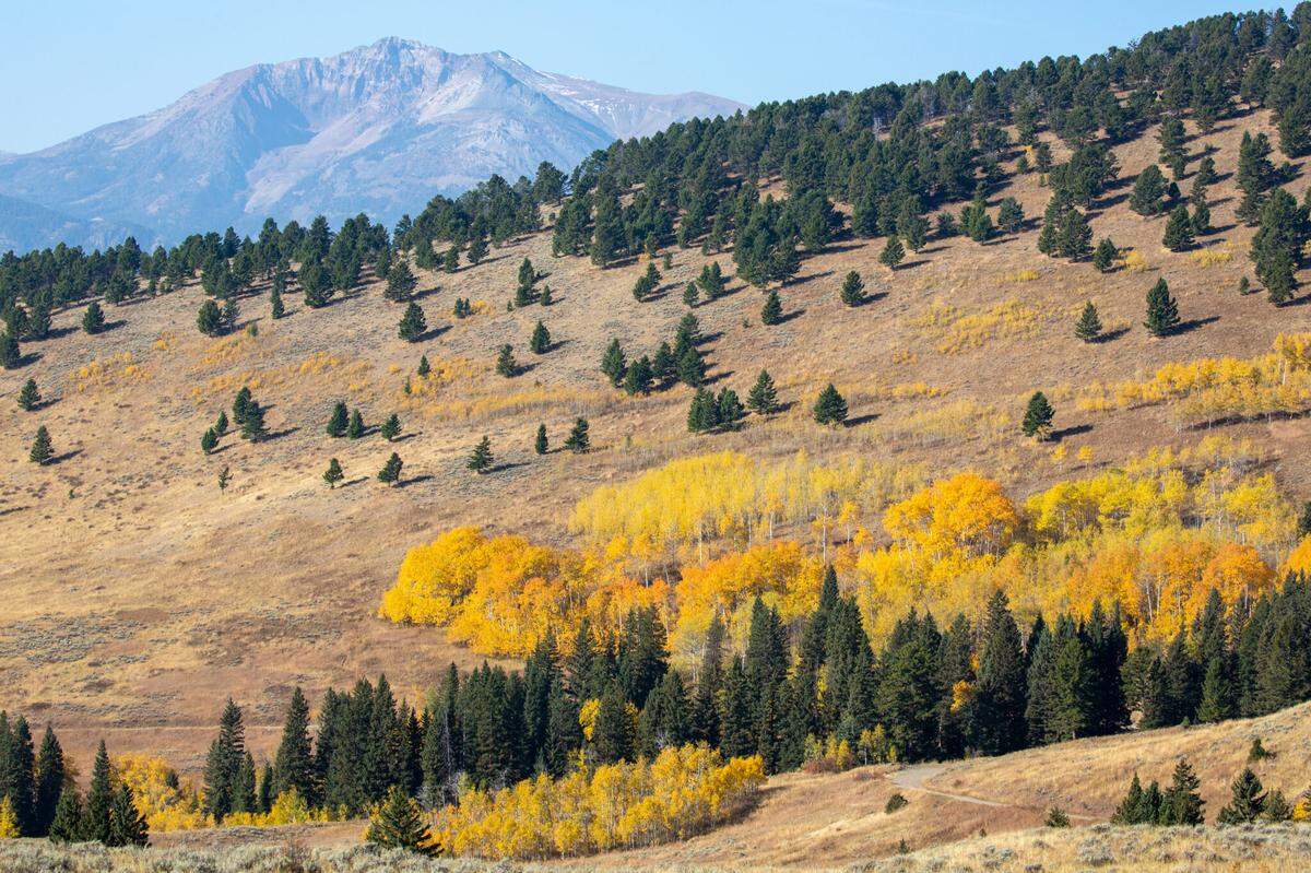 Electric Peak in Yellowstone seen from the Custer Gallatin National Forest. Credit: