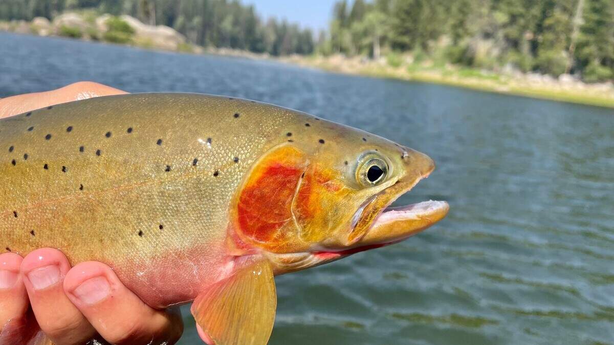 Want to land catches like this trout? Learning to Fly class will teach you how.