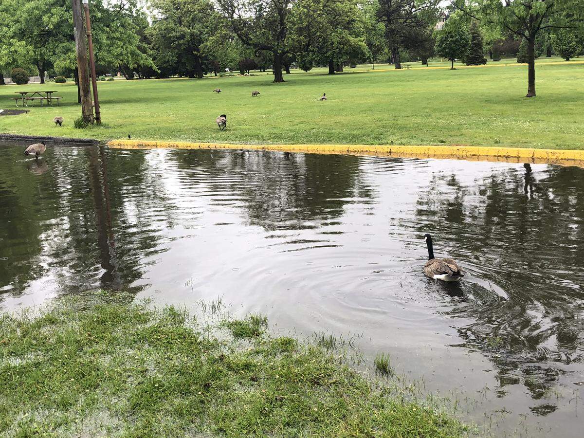 Geese and ducks can float across some sections of the parking lots at Ann Morrison Park due to minor flooding this month.