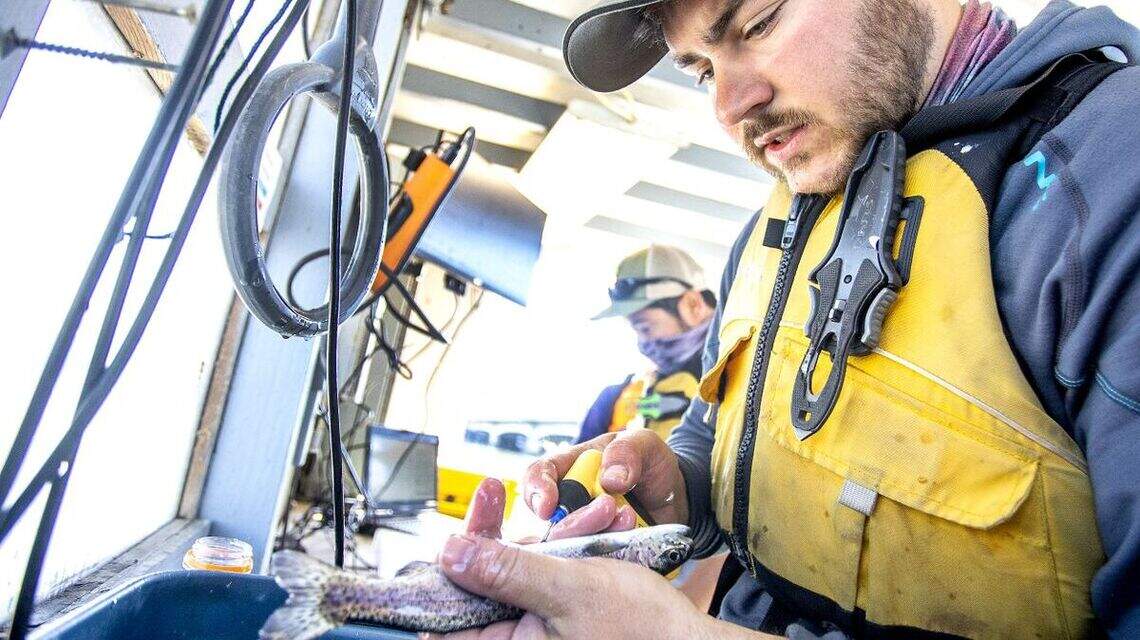 Tiny chips and fish ‘Social Security numbers’ help IDFG track salmon, steelhead survival
