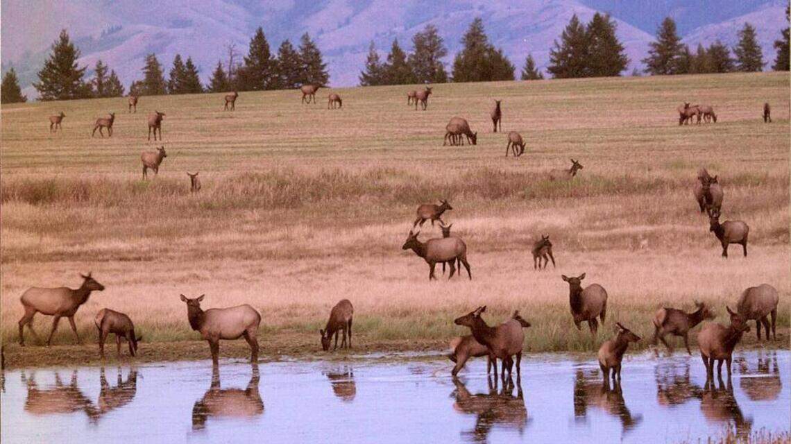 Didn’t bag a deer in 2019? You’re not alone. Deer, elk harvests dropped last year