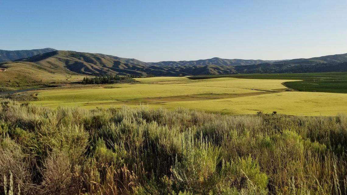 McFarland’s organic potato operation at his Little Camas property has provided the supplies for his scientific efforts with Boise State University and Kangwon National University in South Korea.