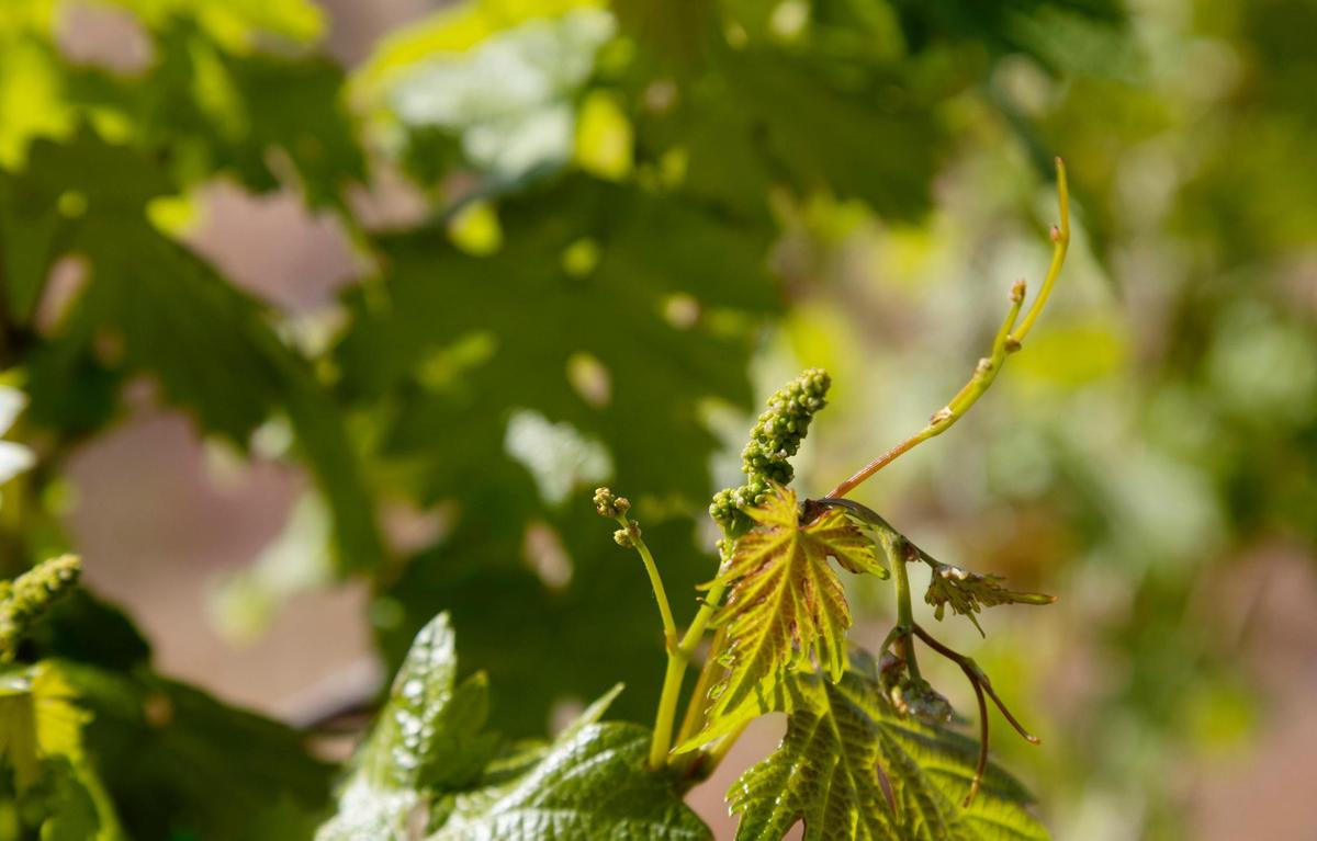 The beginnings of flowers emerge in the vineyard. The flowers will eventually morph into the grapes that will be turned into wine.