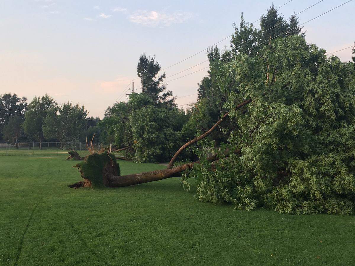 Trees along an athletic field at Timberline High School were toppled over by storm winds Thursday night.