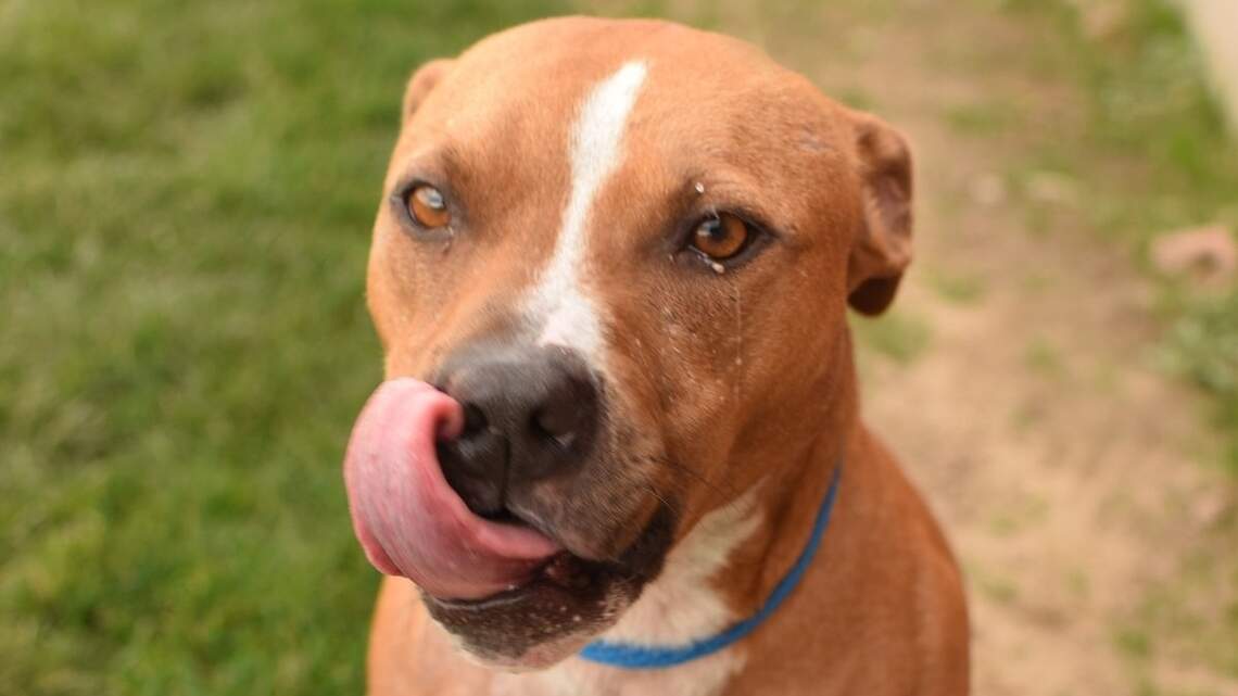 Canyon County Pet of the Week: Fawna