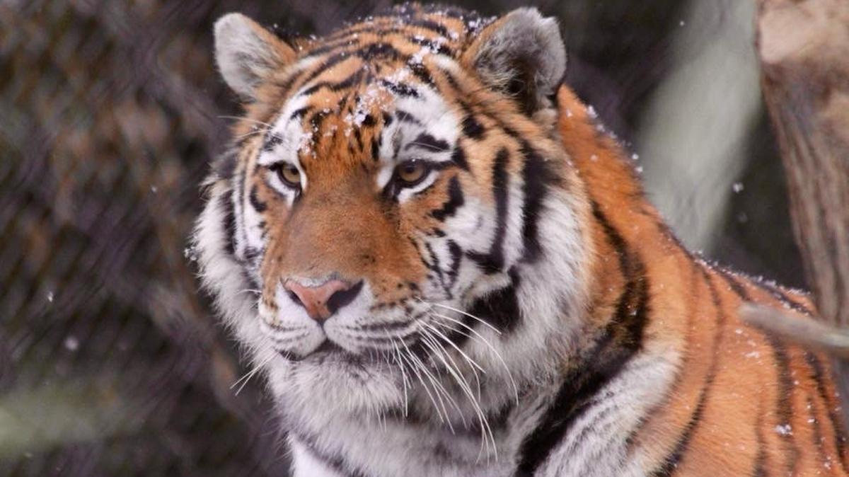 Akasha, an Amur tiger, which is an endangered species, arrived at the Boise Zoo on May 6.
