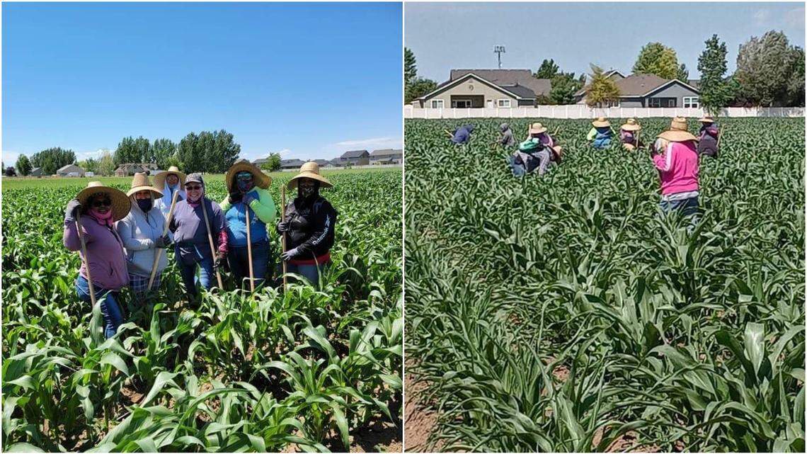 Members of Ángeles Cárdenas’s crew pose for pictures at work in a Nampa cornfield on Wednesday, June 30, amid Idaho’s heat wave.