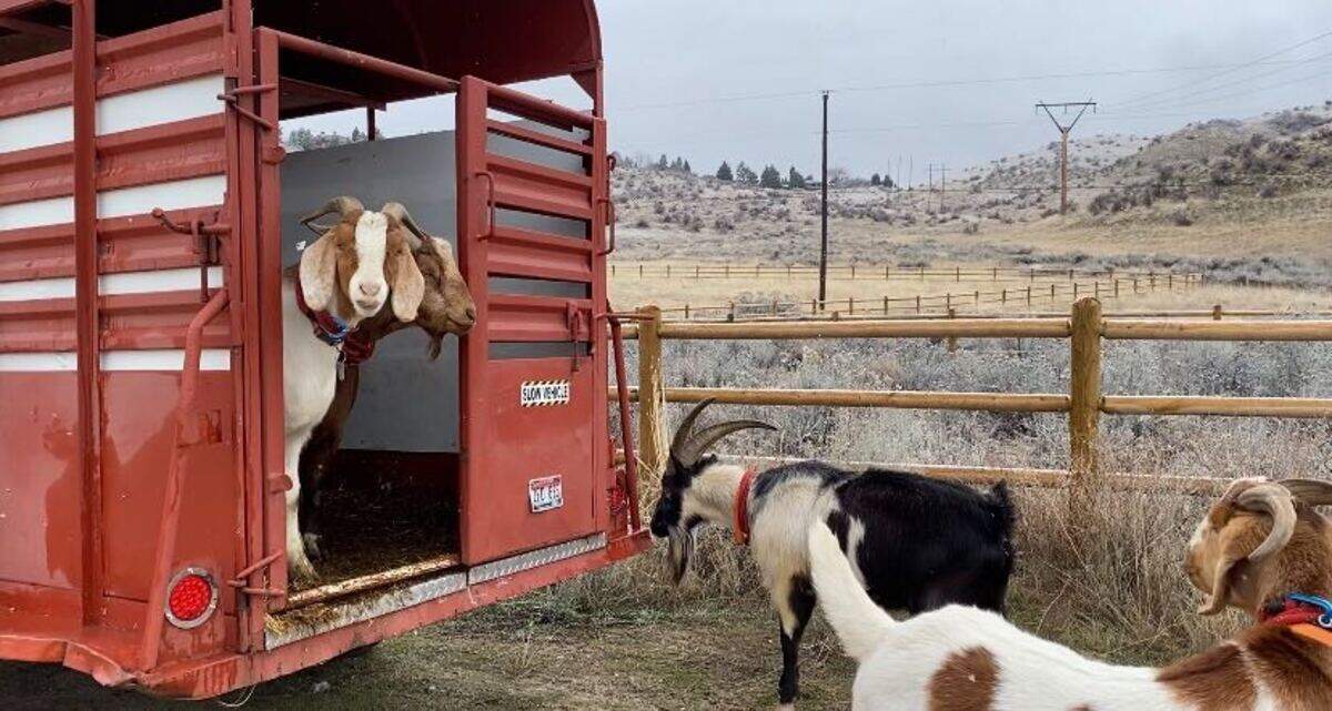 Nathan Putnam’s pack goats exit the trailer near the Three Bears trailhead in the Boise Foothills. Putnam takes the goats on hikes in the Foothills to stay in shape for hunting and backpacking trips.