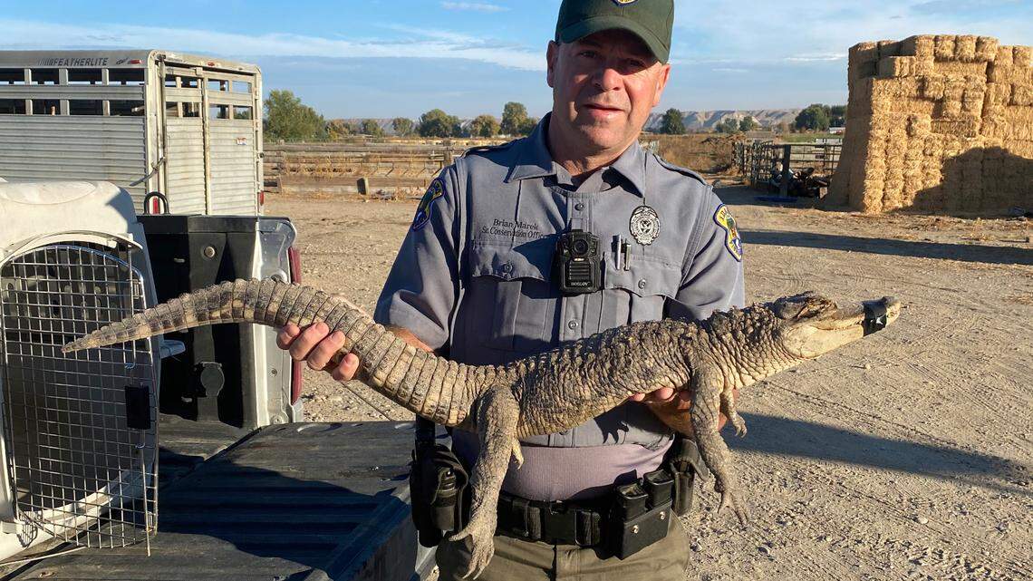An alligator was found in rural Idaho. Fish and Game wants to know how it got there