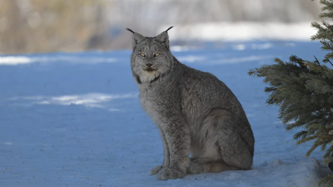 After years of searching, wildlife photographer Wesley Berg finally spotted a lynx in Colorado’s San Juan mountains.