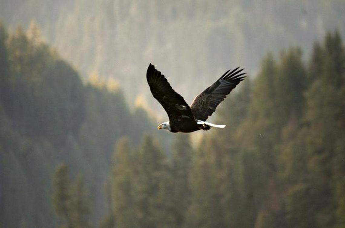 A bald eagle flies overhead after snaging a fish at Higgens Point along the shore of Lake Coeur d’Alene on Saturday, Dec. 22, 2018. 