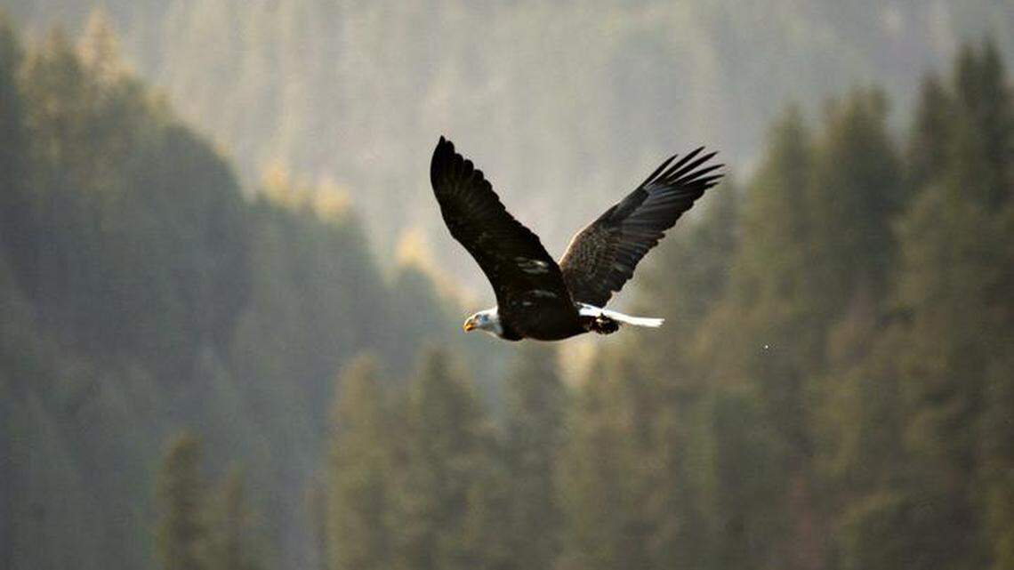 A bald eagle flies overhead after snaging a fish at Higgens Point along the shore of Lake Coeur d’Alene on Saturday, Dec. 22, 2018. The annual migration of bald eagle includes a stop in North Idaho where thousands of spawned-out kokanee provide a source of nutrition for the birds’ long trip south.