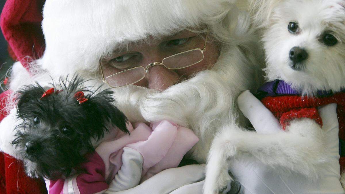 Animals love Santa! Bring them in to Santa Claws and Paws Sunday, Dec. 8, at Bark n’ Purr for holiday pics. The event benefits Operation Community Cats.