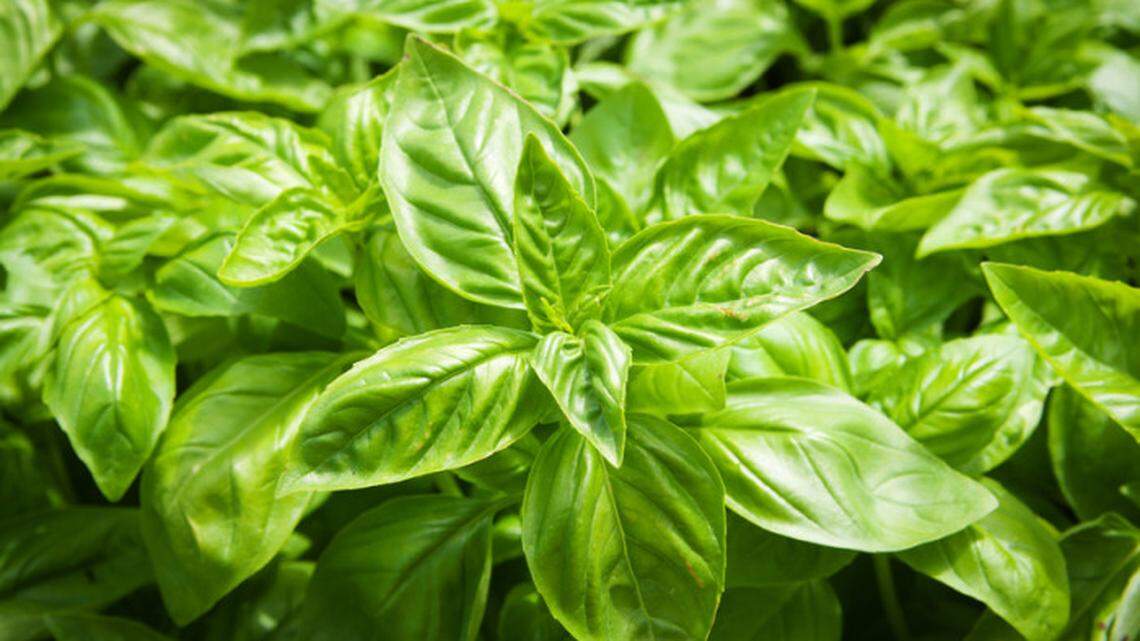 Growing culinary herb gardens in Idaho is not tricky, but there are steps to follow