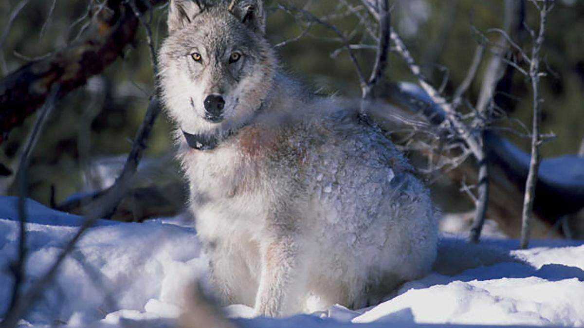 A new Wolf Depredation Control Board project will allow ranchers to request funds to address livestock depredations by wolves, like this one in a 2010 file photo from the U.S. Fish and Wildlife Service. One application was submitted on behalf of two ranches in the Wood River Valley without their knowledge.