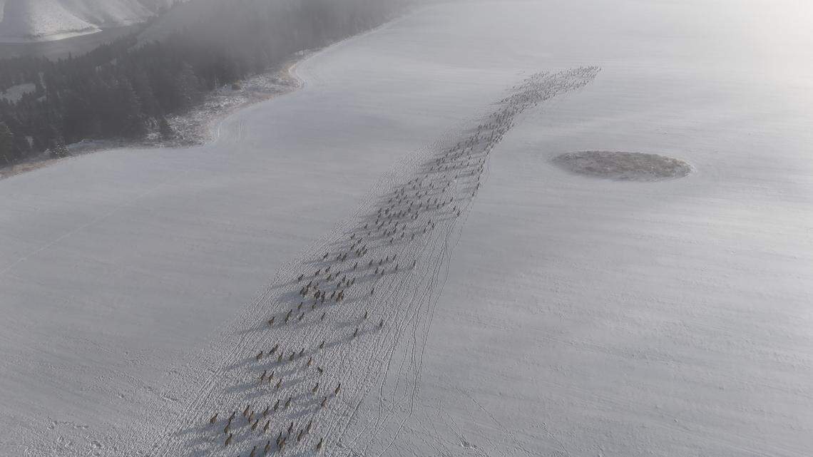 Hundreds of elk make their way through McFarland’s property between August to December.