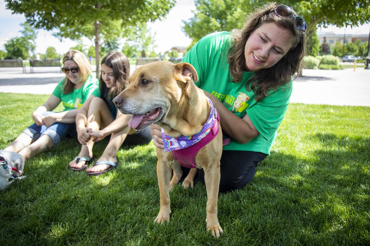 Shannon Benecke is founder of Green Heart Rescue, which fosters and adopts out older dogs. “Senior dogs have life experience,” she says. “They give you love.” Wrinkles, a Shar Pei mix, is 8 years old.