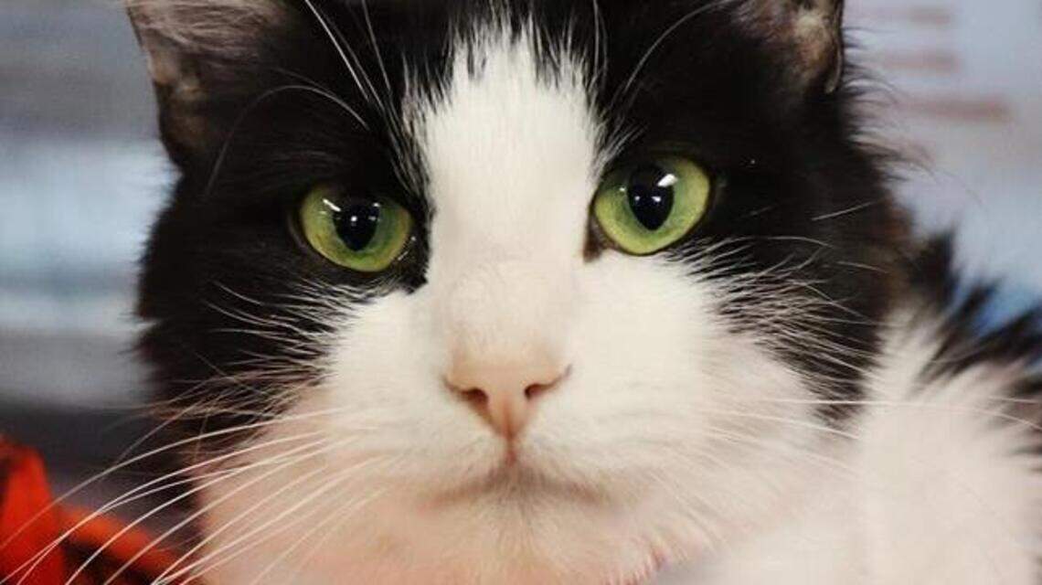 Ada County Pet of the Week: Snowball