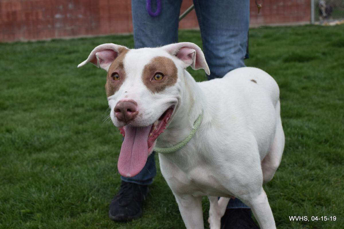 Pooch the dog is available for adoption through the West Valley Humane Society.