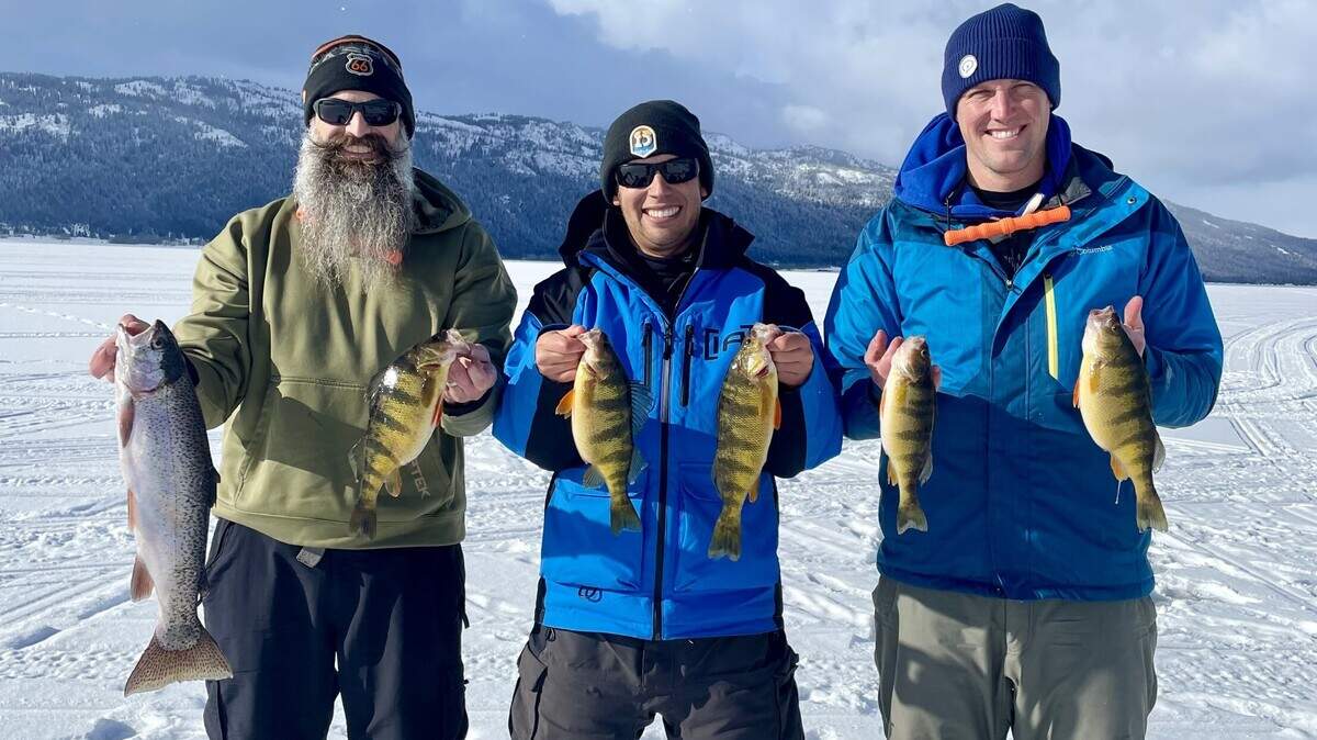 Idaho’s Lake Cascade is one of North America’s premier fisheries for big yellow perch like these jumbo specimens caught through the ice.