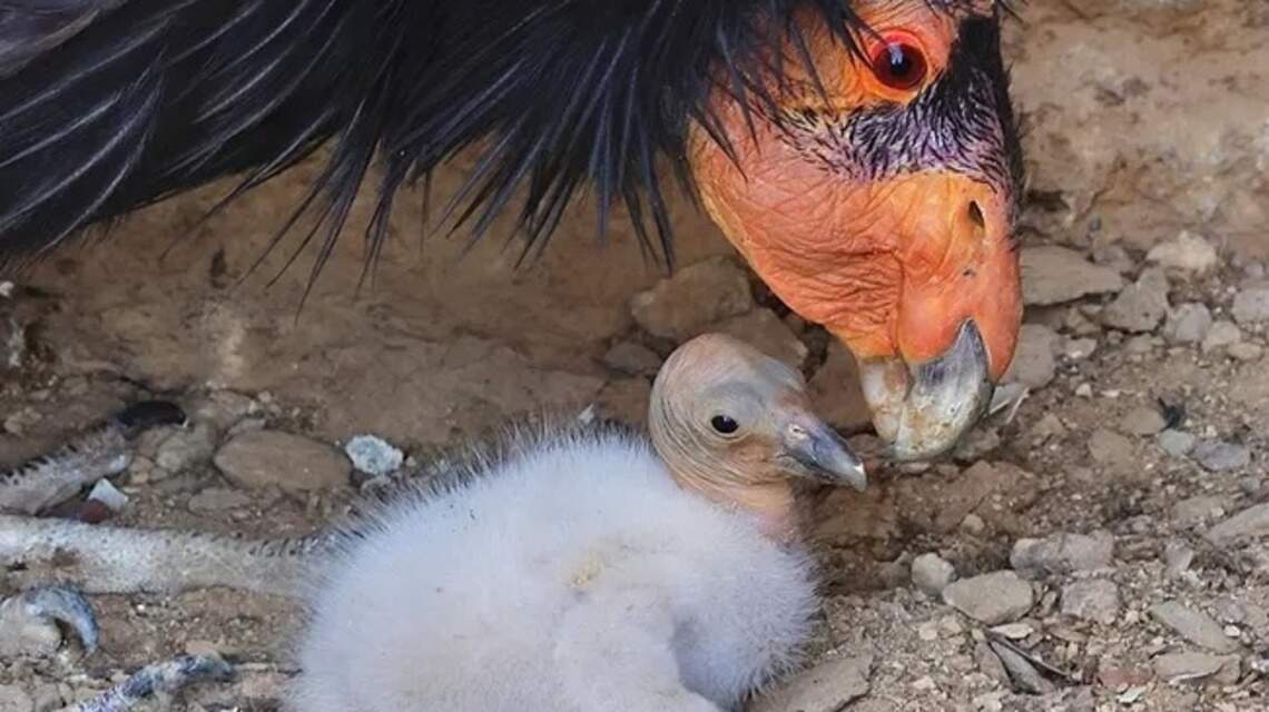 ‘So many questions’: Using decades of data, Boise researcher works to help condors
