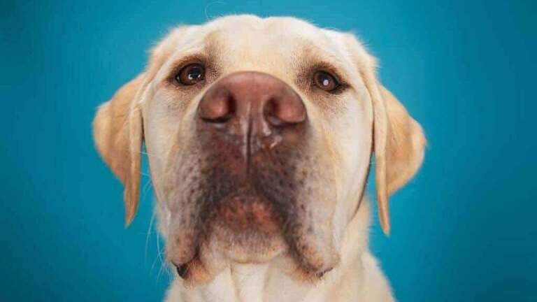 Meet Yuko, the beloved Ada County Courthouse dog retiring after years of service