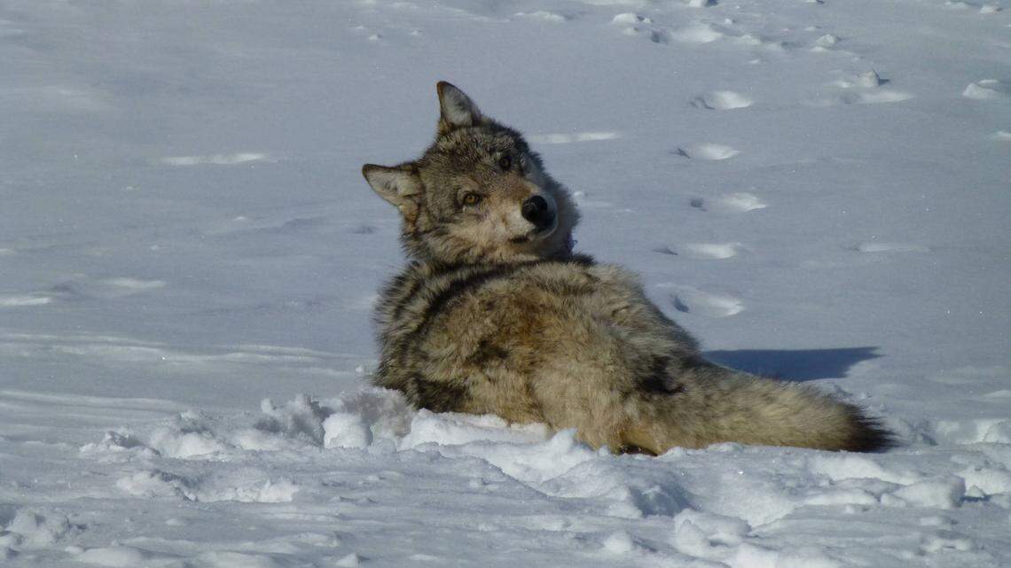Idaho’s new method for counting wolf populations uses a key to genetic info: teeth