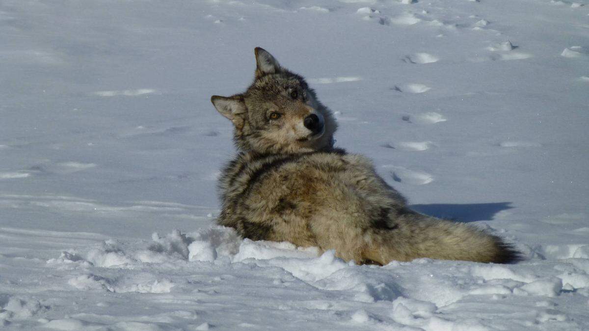 The Idaho Fish and Game Department is implementing a new genetic-based method to determine Idaho’s wolf populations.