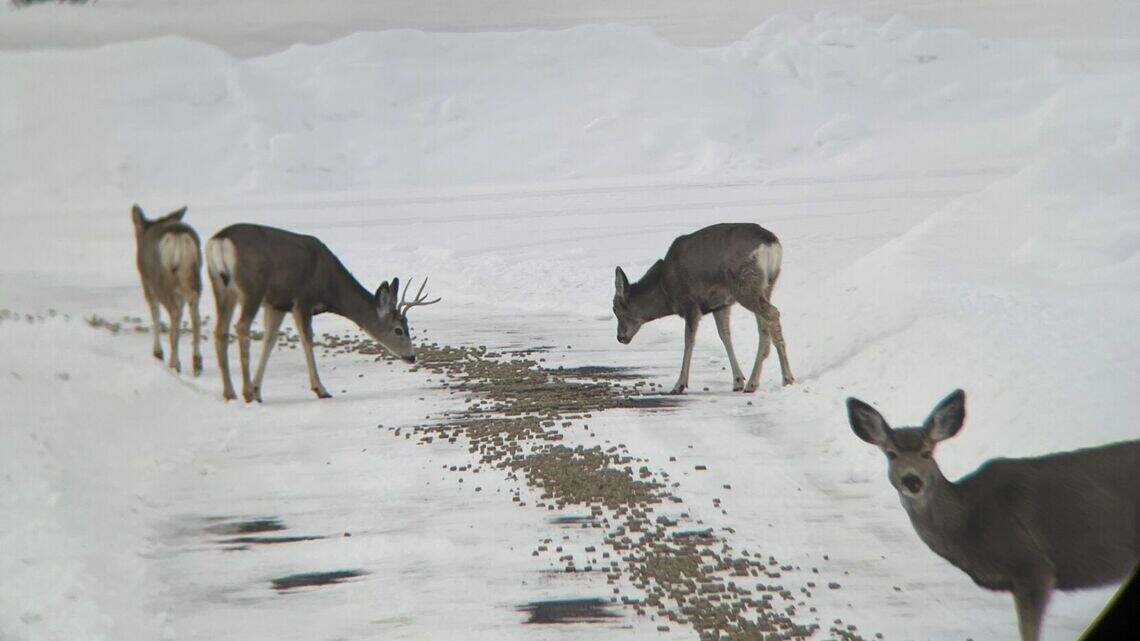 A new kind of hunting season: Idaho bill would let Fish and Game set shed hunting rules