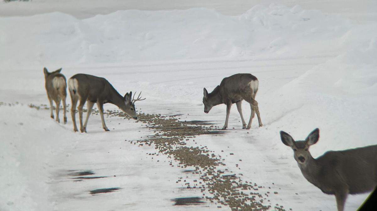 The Idaho Department of Fish and Game is feeding deer and elk in the state’s Southeast Region where deep snow is stressing the herds. Wildlife managers fear overeager shed hunters may further stress the animals.
