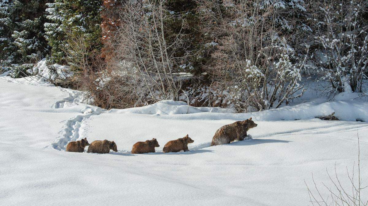 Grizzly 399 with cubs.