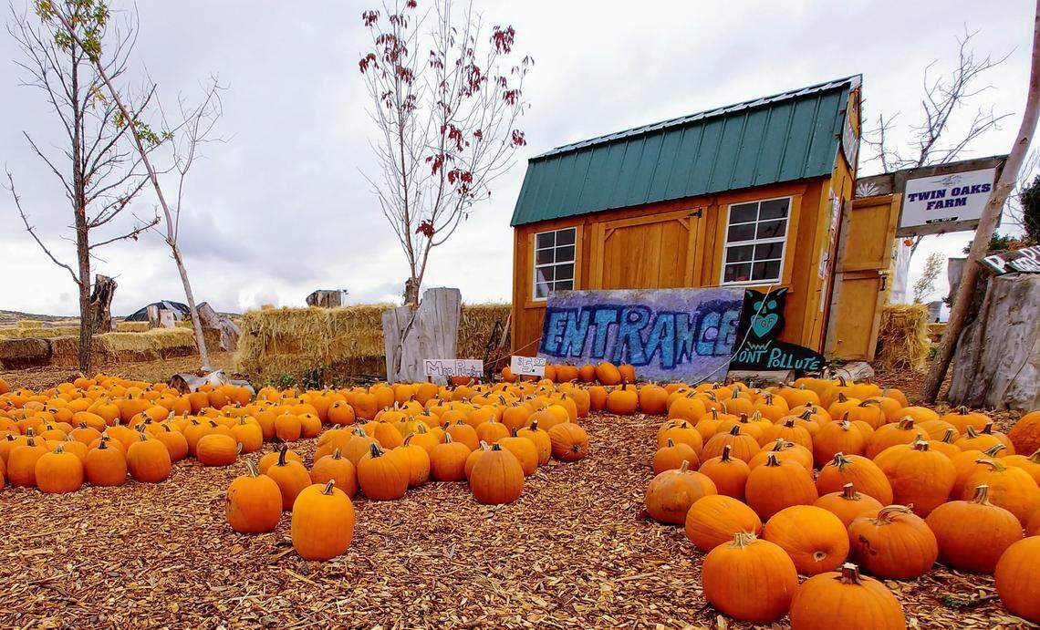 Many of the pumpkins available for purchase at local Albertsons grocery stores came from Twin Oaks Farms.
