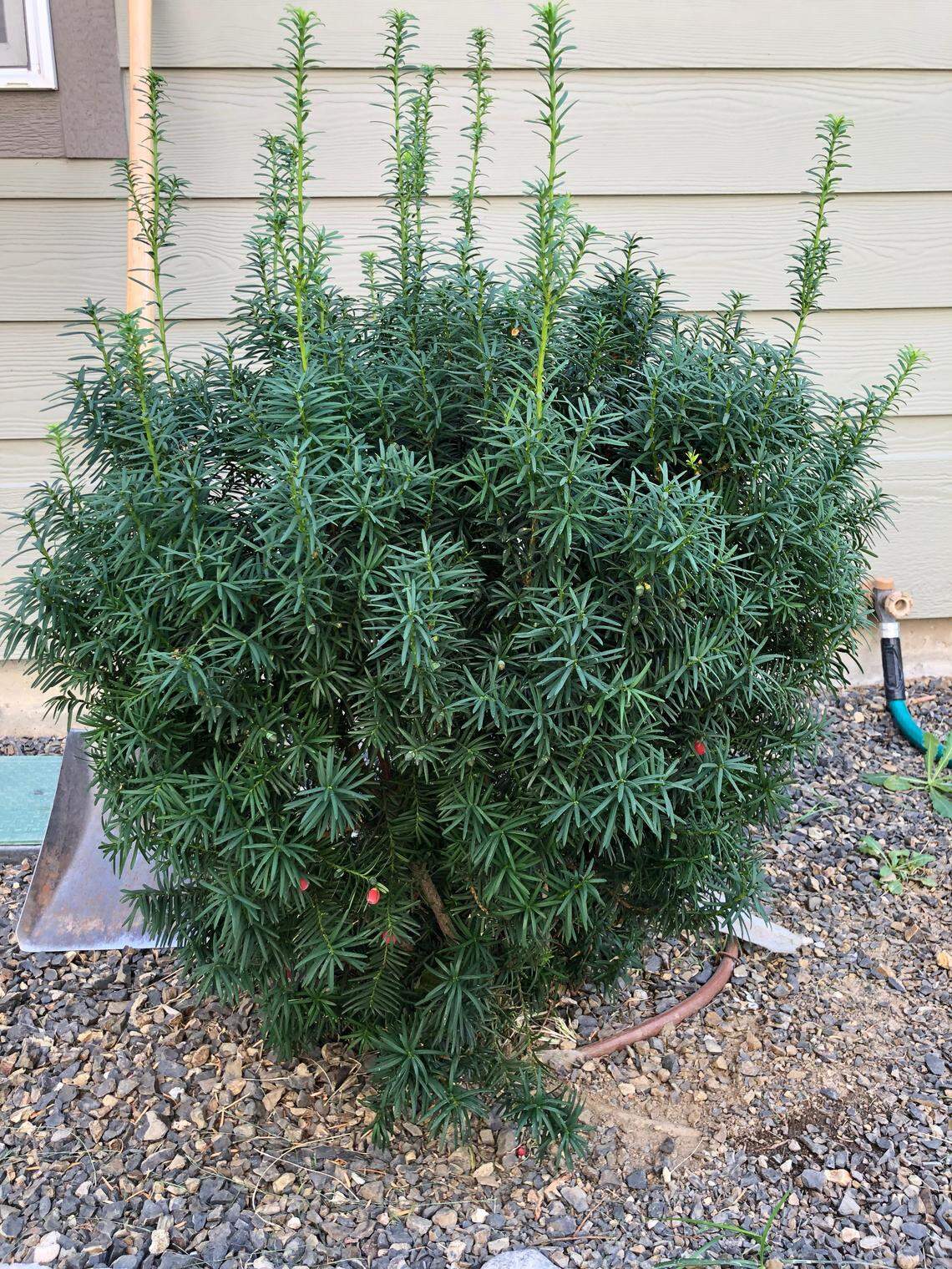 Tyler Ross didn’t know this bush was toxic when he purchased his Boise home. It’s an ornamental yew.