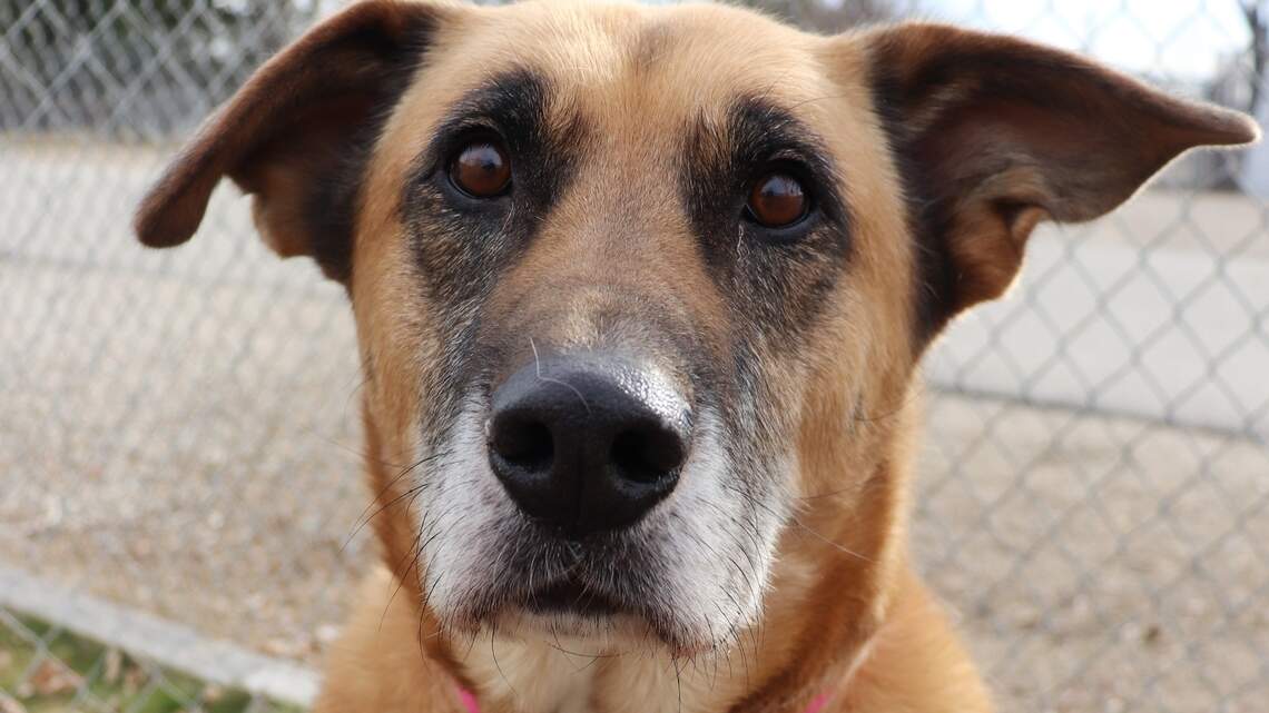 Ada County Pet of the Week: Jude