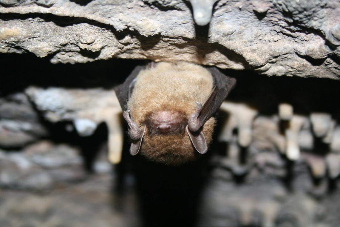 A little brown bat hanging upside down in a cave.