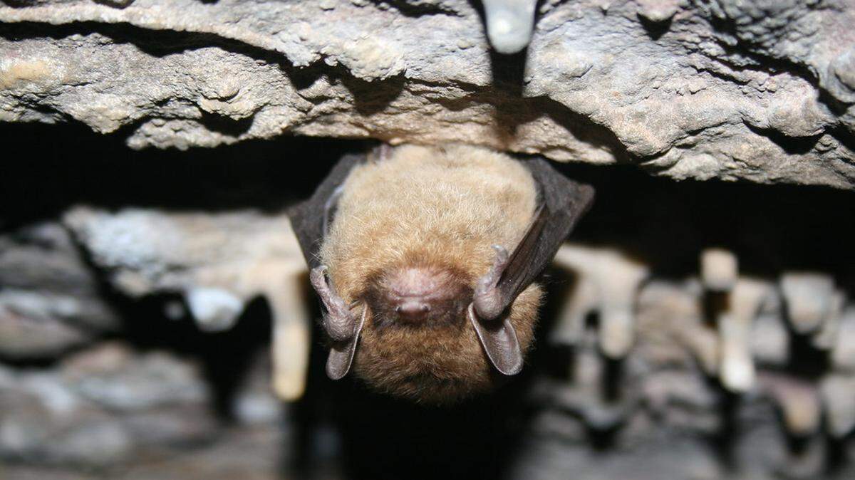 A little brown bat hangs upside down in a cave. If one is living in your attic, you may have to wait until roosting season is over to have it removed.