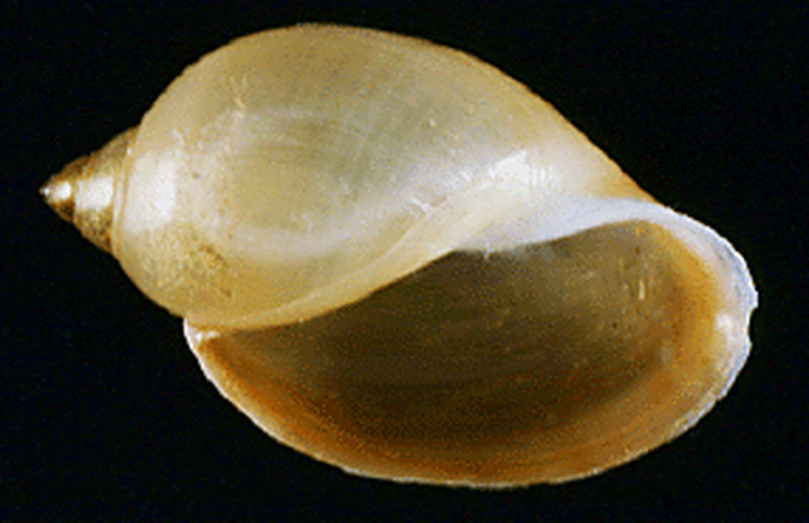 A Snake River physa snail.