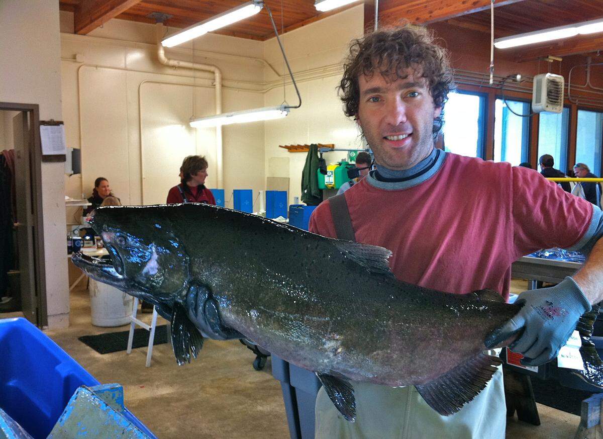 Jens Hegg, the study's lead author, holding a large male Snake River fall chinook.