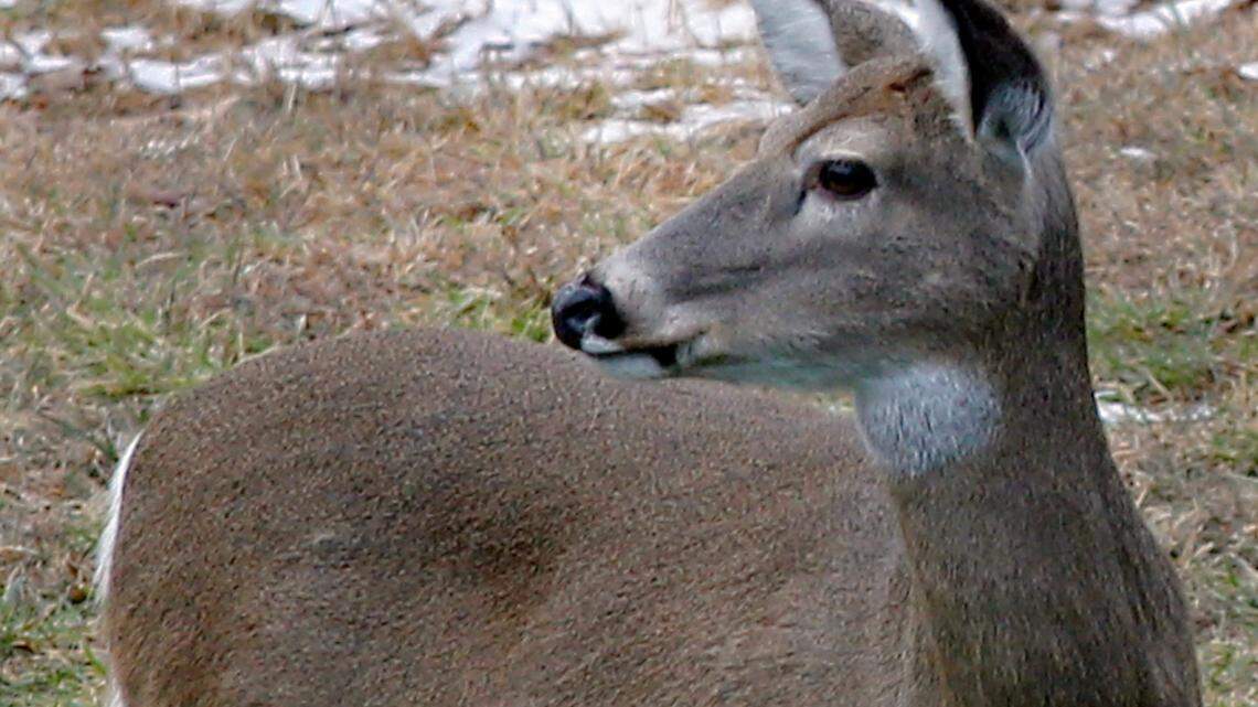 Landowners and wildlife officials have killed hundreds of deer (not including the one pictured) to slow the spread of chronic wasting disease in the Slate Creek area in Idaho, officials said.