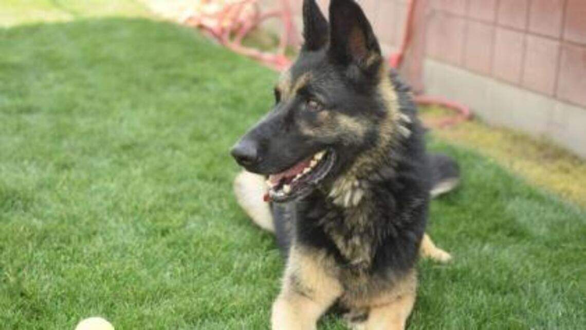 Canyon County Pets of the Week: Koda & Lexy