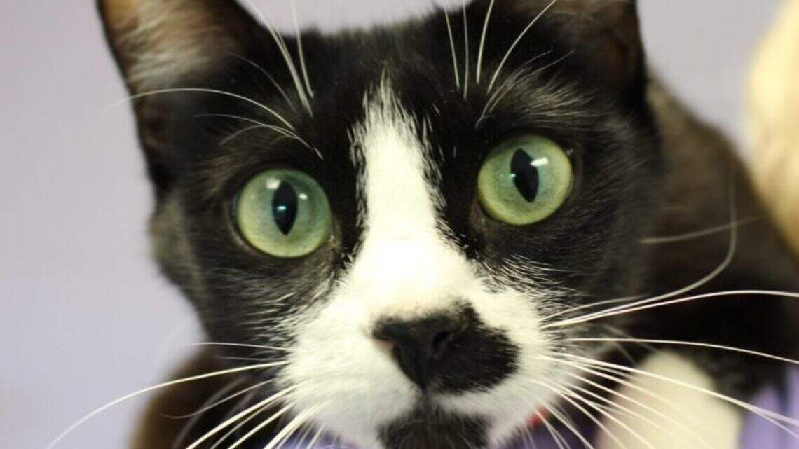 Ada County Pet of the Week: Darcy