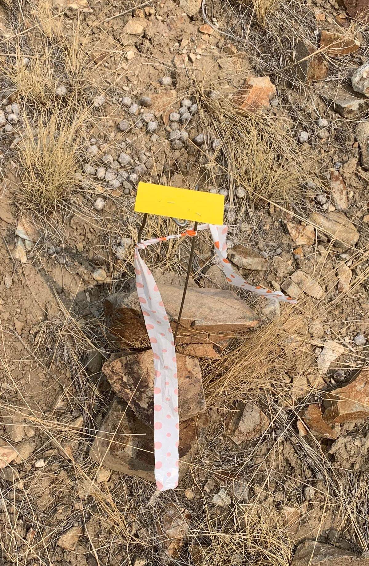The Salmon-Challis National Forest used drift cards like this one, photographed on Oct. 5, 2021, to monitor where herbicide may have drifted during an aerial spraying project. The agency said the herbicide drifted less than 100 feet, but an Idaho Department of Agriculture Investigation confirmed the chemicals it sprayed were present on private property more than 1,300 feet from its buffer zone.