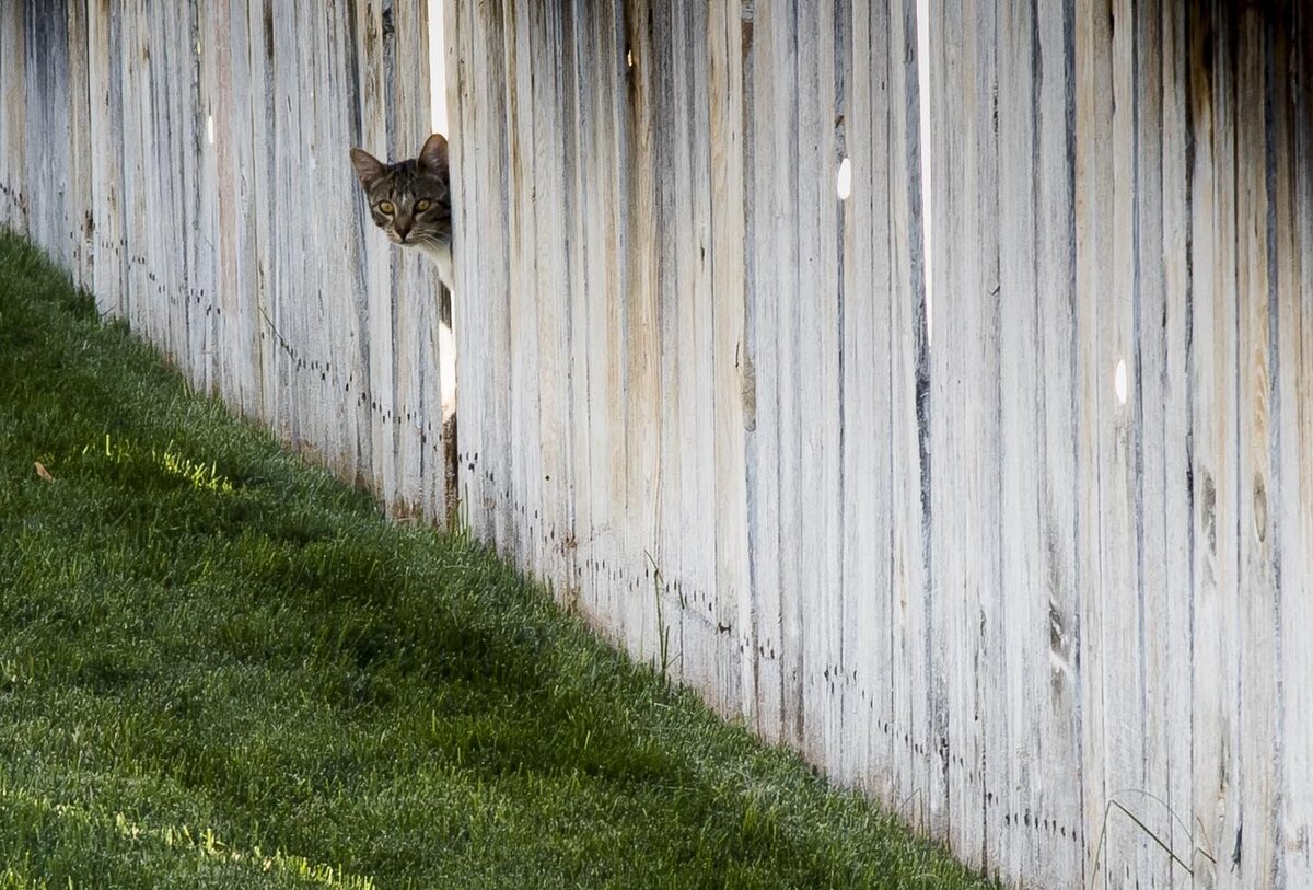 In the past 12 months, the Idaho Humane Society said it has spayed or neutered 2,133 feral cats. Millie Reddig is a cat advocate that helps control feral colonies with a community of people trying to make a difference. “We all work together to try and help solve the cat problem — which is really a people problem.”