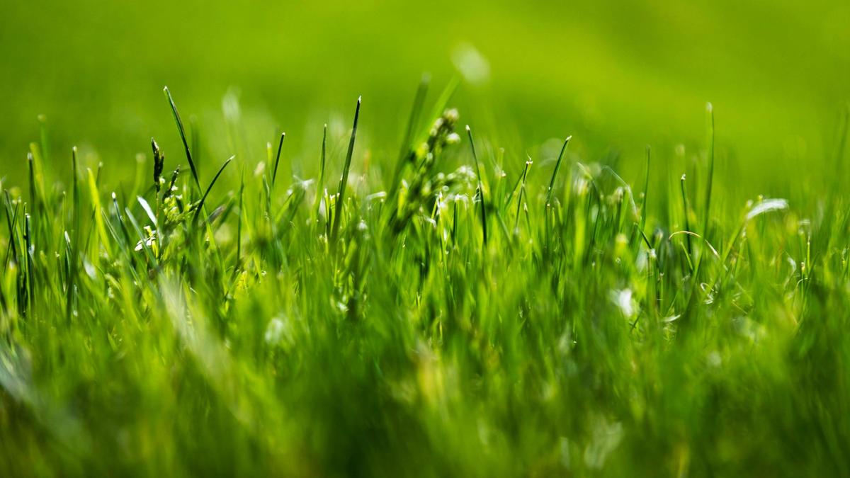 Quinn Carter, a student at Sage International School of Boise, won an award in the Climate Innovation Challenge for a video on how lawn grass negatively impacts biodiversity.