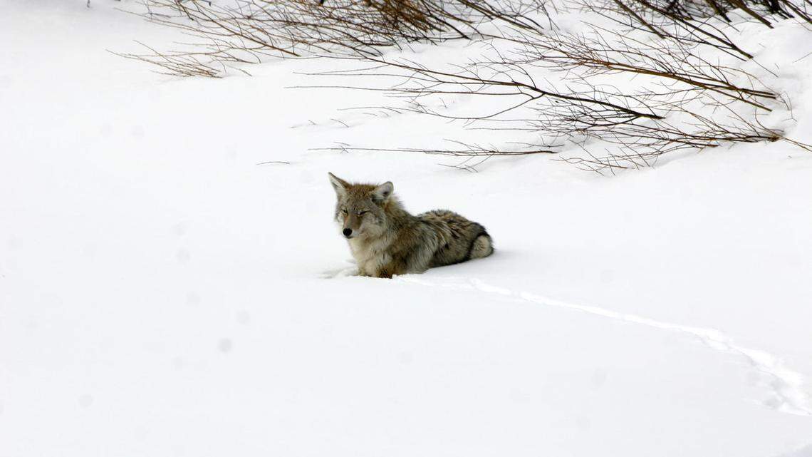 Coyotes (not the one pictured) are chasing skiers down slopes in Idaho, and in one case bit one of them, Fish and Game officials said.