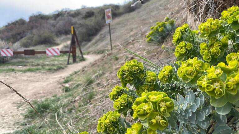 This invasive Boise Foothills plant can burn your skin. Here’s how to identify it